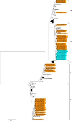 180-Nucleotide Duplication in the G Gene of Human metapneumovirus A2b Subgroup Strains Circulating in Yokohama City, Japan, since 2014